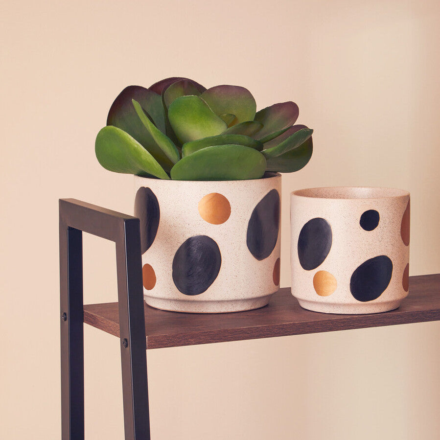 Two polka dot planters with a succulent on a wooden shelf against a beige wall.