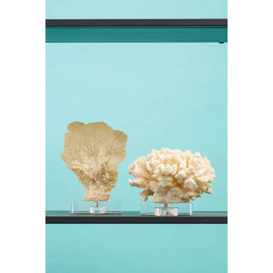 Boho Large White Coral