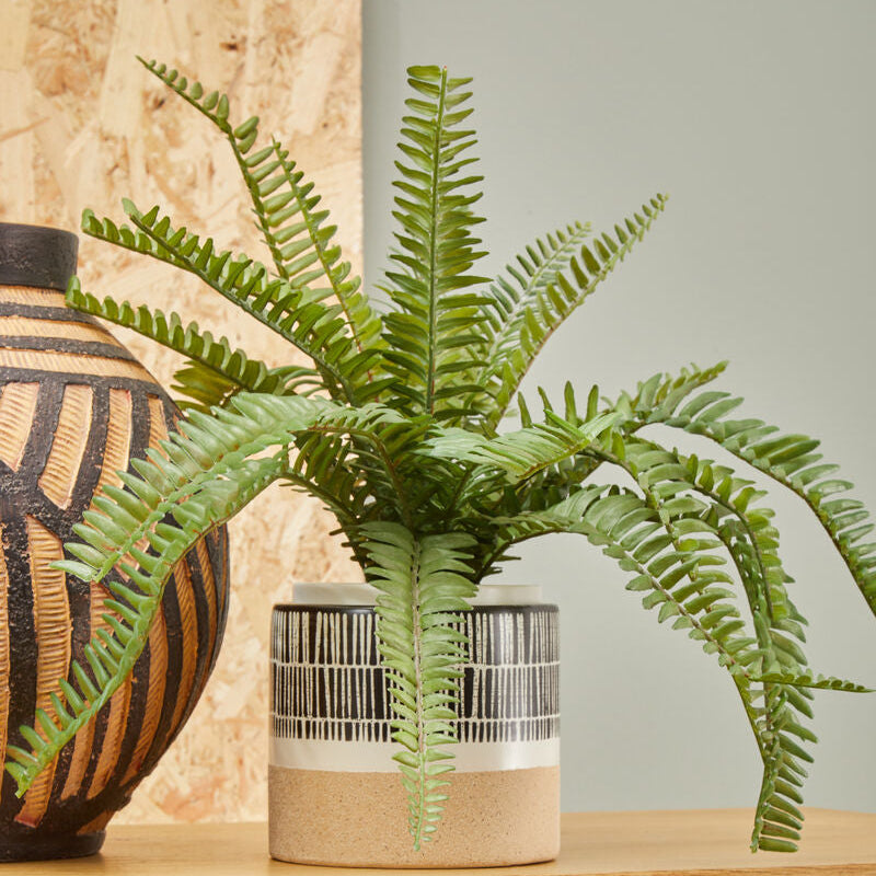 Fern plant on a wooden surface with a textured wall in the background