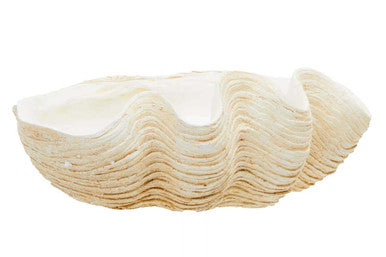 Byron Large Clam Shell Bowl