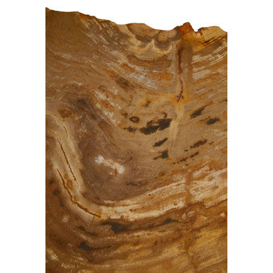 Relic Small Petrified Wood Side Table