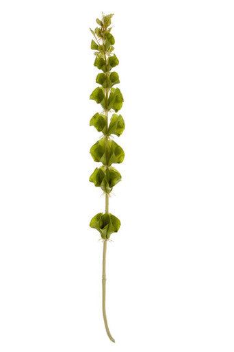 Fiori Artificial flowers Bells Of Ireland Stem