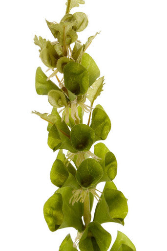 Fiori Artificial flowers Bells Of Ireland Stem