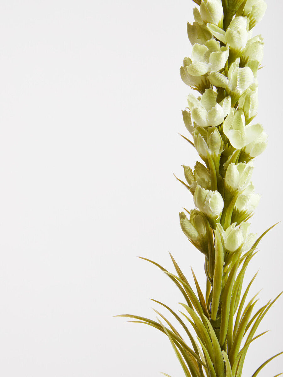 Fiori White Blazing Star Flower Stem