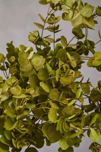 Fiori Faux Eucalyptus Spray Stem
