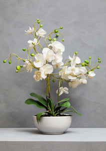Fiori White Orchid in White Pot
