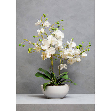 Fiori White Orchid Plant With White Pot