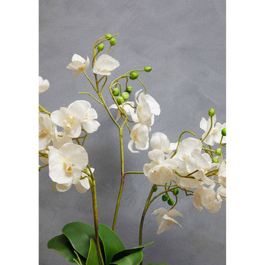 Fiori White Orchid Plant With White Pot