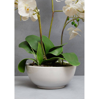 Fiori White Orchid Plant With White Pot