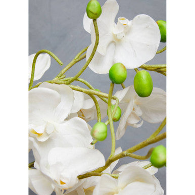 Fiori White Orchid Plant With White Pot