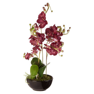 Fiori Purple Orchid Plant With Black Pot