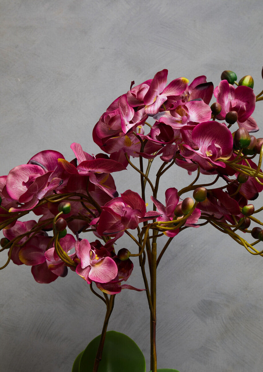 Fiori Purple Orchid Plant With Black Pot