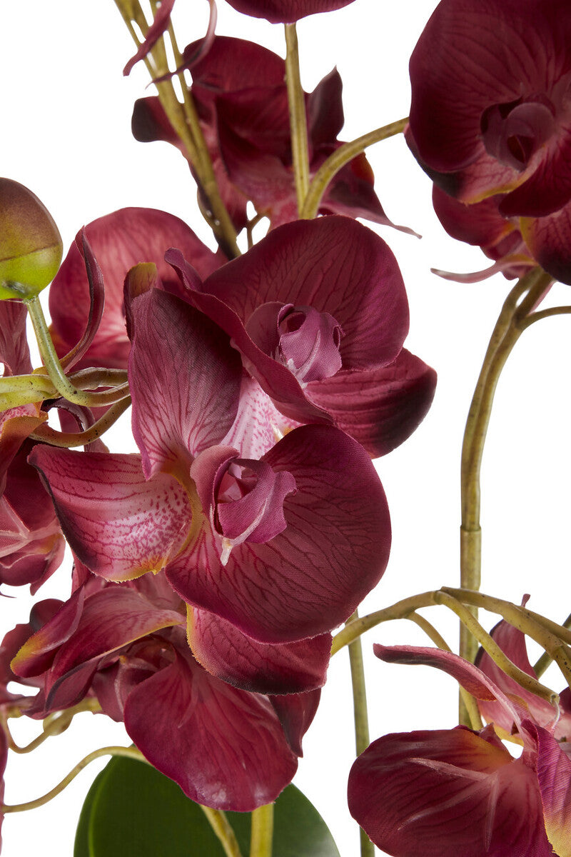 Fiori Purple Orchid Plant With Black Pot