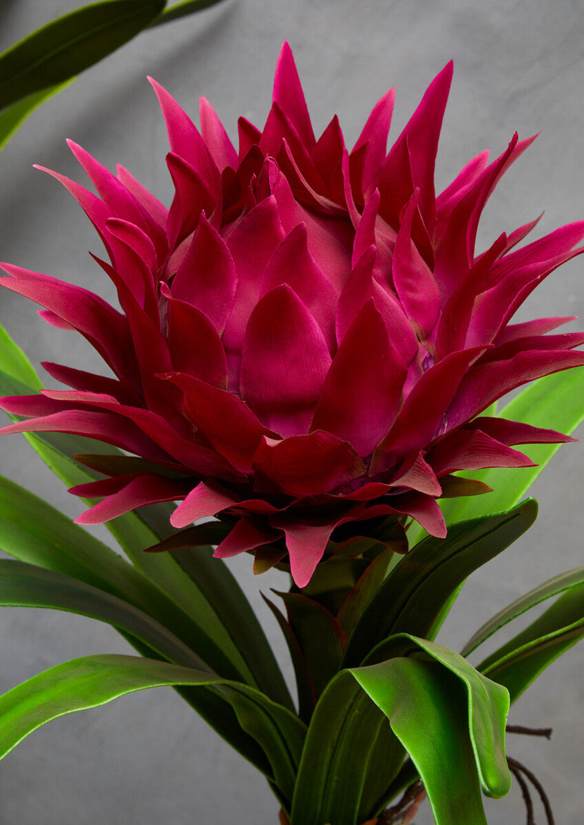 Fiori Pink Tropical Plant with Black Ceramic Pot