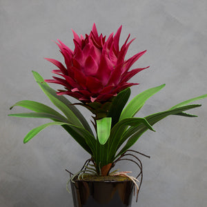 Pink Tropical Plant with Black Ceramic Pot | Fiori