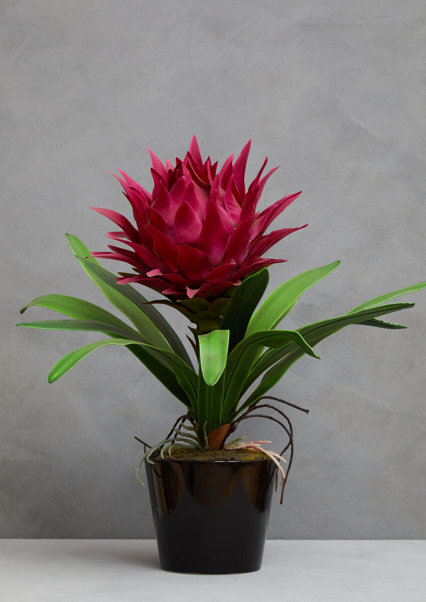 Potted plant with a bright pink flower against a gray background