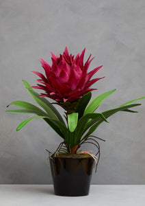 Fiori Pink Tropical Plant with Black Ceramic Pot