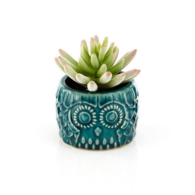 Fiori Small Succulent in Ceramic Owl Pot