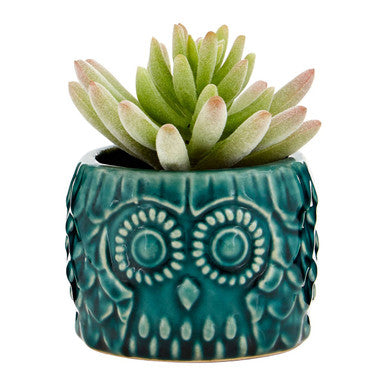 Fiori Small Succulent in Ceramic Owl Pot