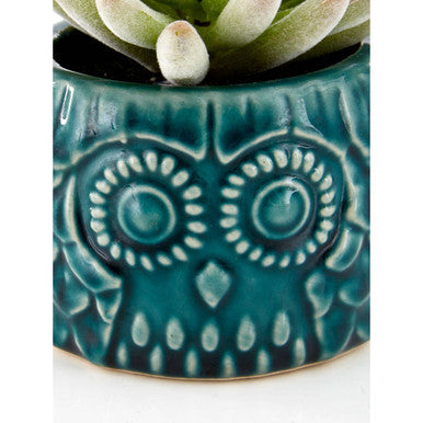 Fiori Small Succulent in Ceramic Owl Pot