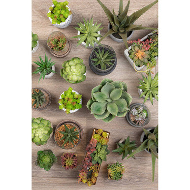 Fiori Large Succulent in Grey Ceramic Owl Pot