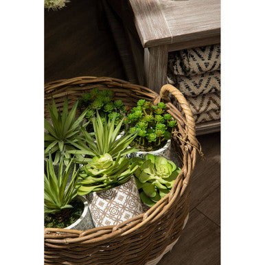 Fiori Set of 3 Succulents in Geometric Design Ceramic Pots