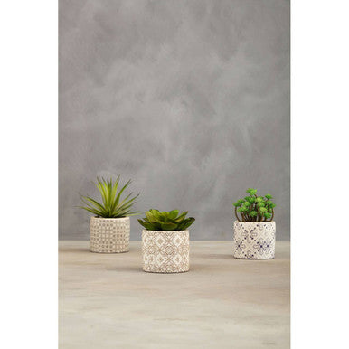 Three potted plants with decorative white pots on a wooden surface against a gray wall.