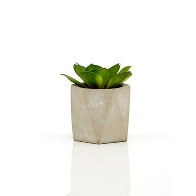 Fiori Set of 3 Succulents in Geo Cement Pots - image 5