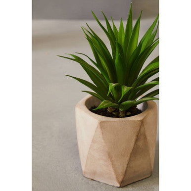 Fiori Set of 3 Succulents in Geo Cement Pots - image 7