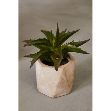 Fiori Set of 3 Succulents in Geo Cement Pots - image 8