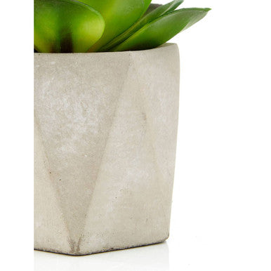 Fiori Set of 3 Succulents in Geo Cement Pots - image 10
