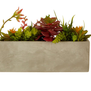 Mixed Succulents with Cement Pot | Fiori