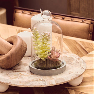 Small Succulent Dome with Cement Base | Fiori