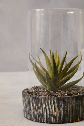Fiori Large Succulent with Black Stone Base