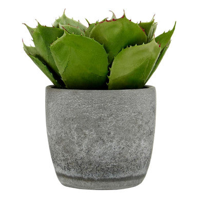 Fiori Large Succulent with Cement Pot