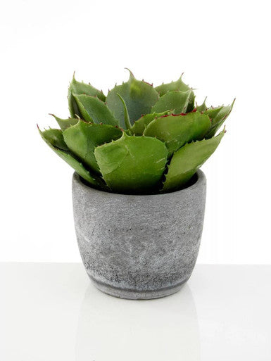 Fiori Large Succulent with Cement Pot