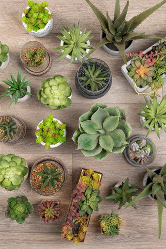 Fiori Large Succulent with Cement Pot