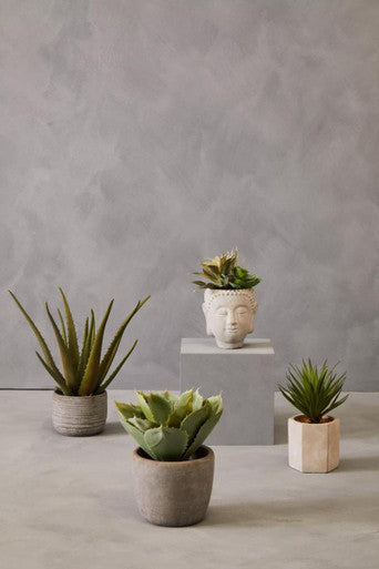 Fiori Large Succulent with Cement Pot