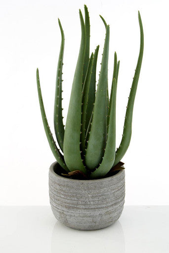 Fiori Large Aloe Vera with Cement Pot