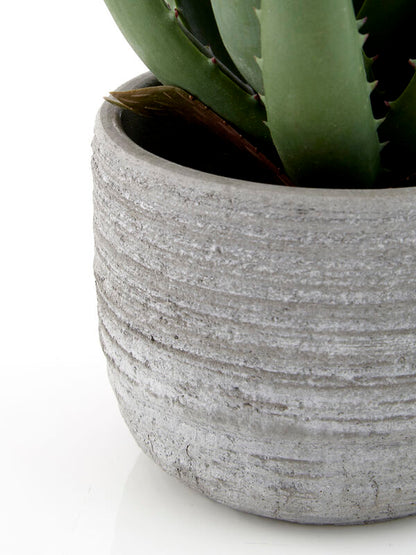 Fiori Large Aloe Vera with Cement Pot