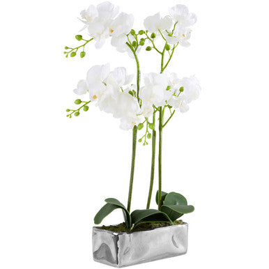 Fiori White Orchid Plant In Rectangular Pot