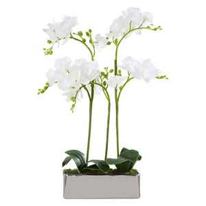 Fiori White Orchid Plant In Rectangular Pot