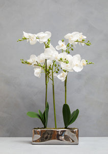 Fiori White Orchid Plant In Rectangular Pot