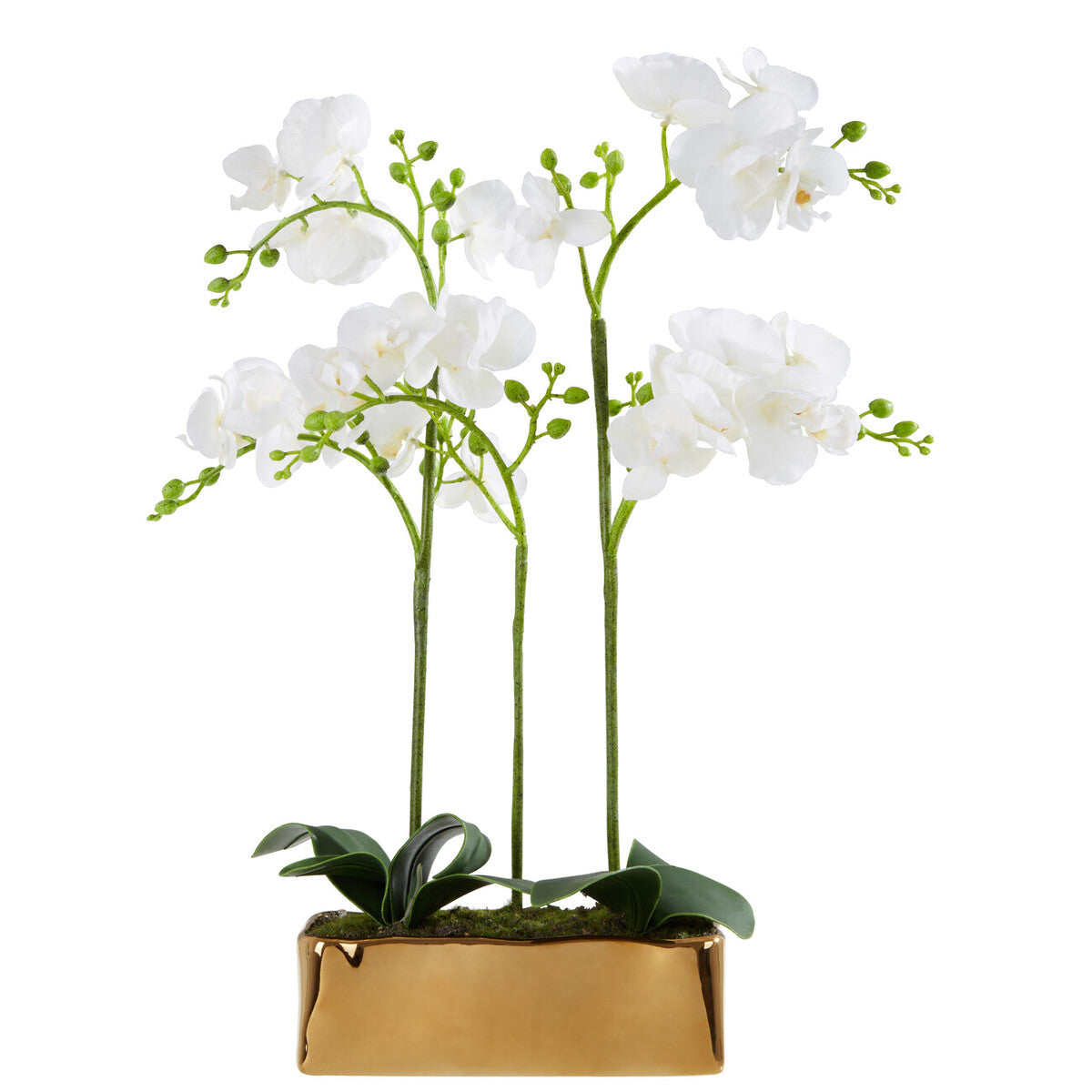 Fiori White Orchid Plant With Gold Finish Pot - Image 1