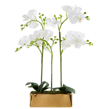 Fiori White Orchid Plant With Gold Finish Pot - Image 1