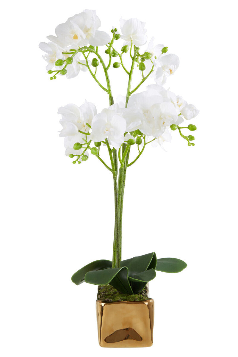 Fiori White Orchid Plant With Gold Finish Pot - Image 5