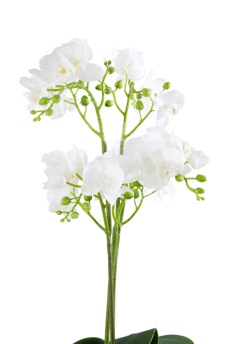 Fiori White Orchid Plant With Gold Finish Pot - Image 4