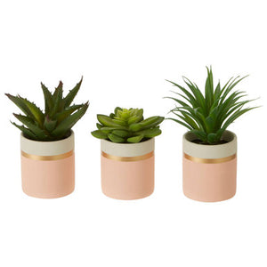 Fiori Set Of 3 Pink Pot Succulents