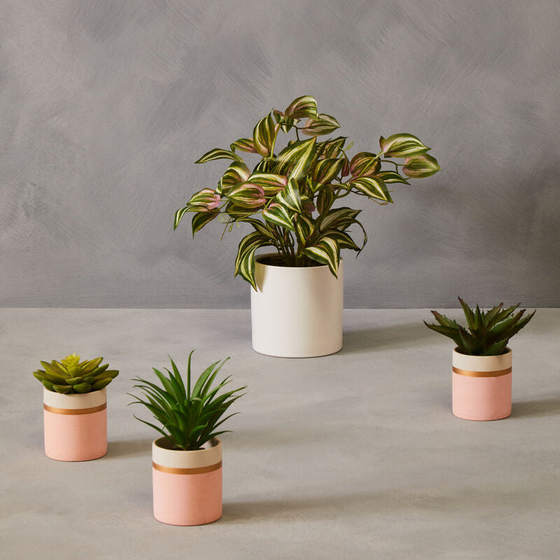 Five potted plants on a gray surface with a gray background