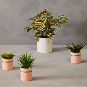 Fiori Set Of 3 Pink Pot Succulents